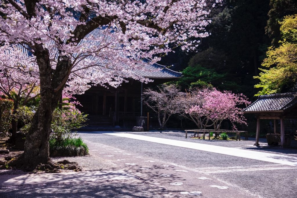 妙本寺の桜と海棠