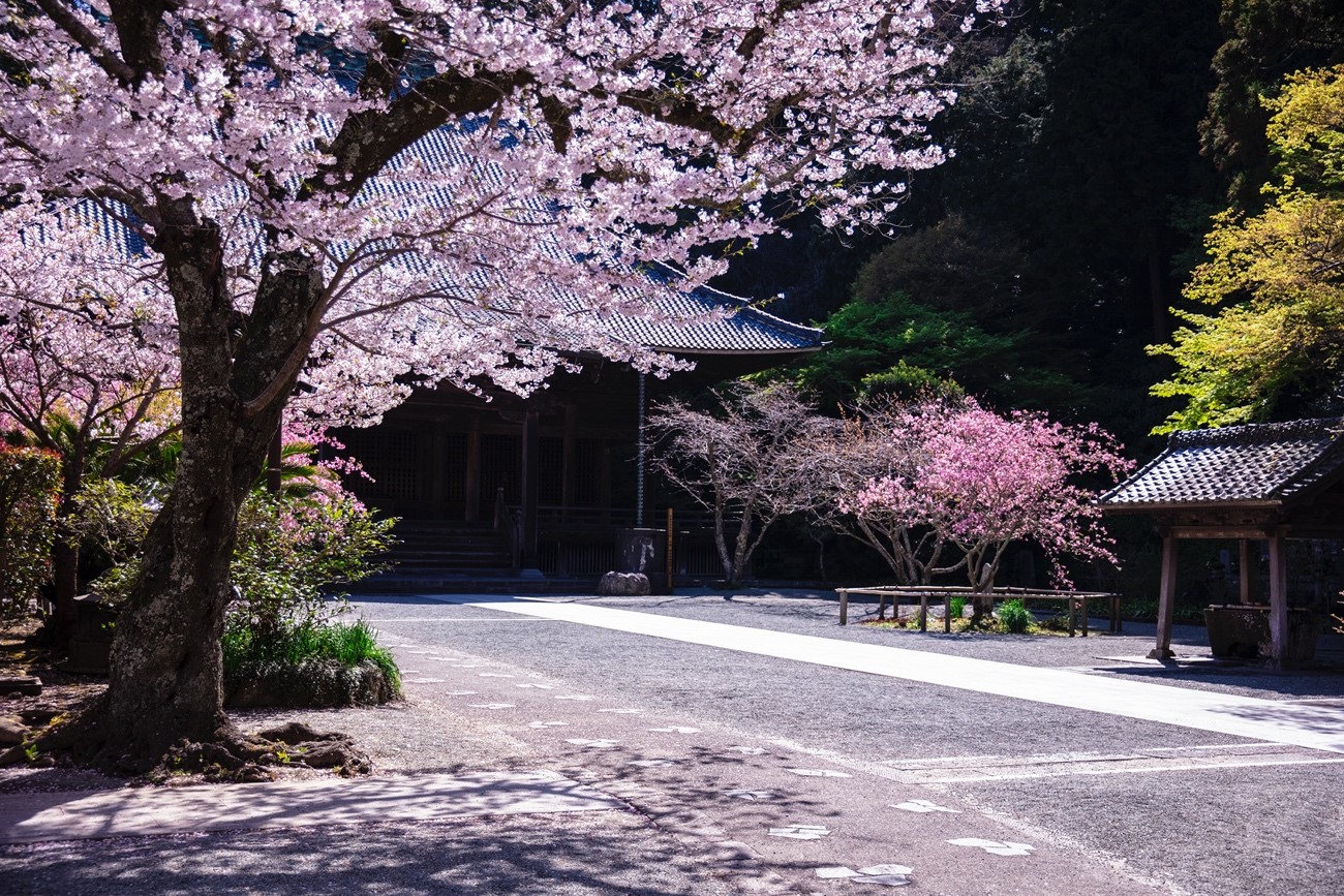 妙本寺の桜と海棠