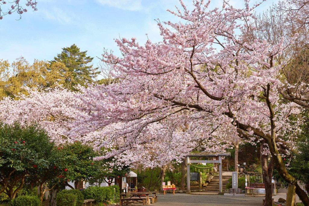 葛原岡神社の桜